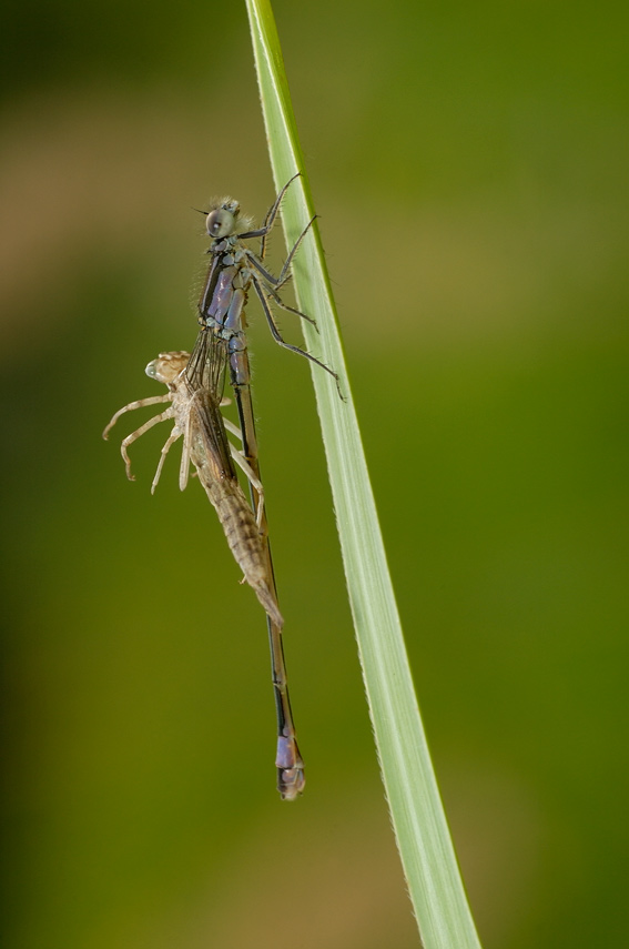 Sfarfallamento di Ischnura elegans